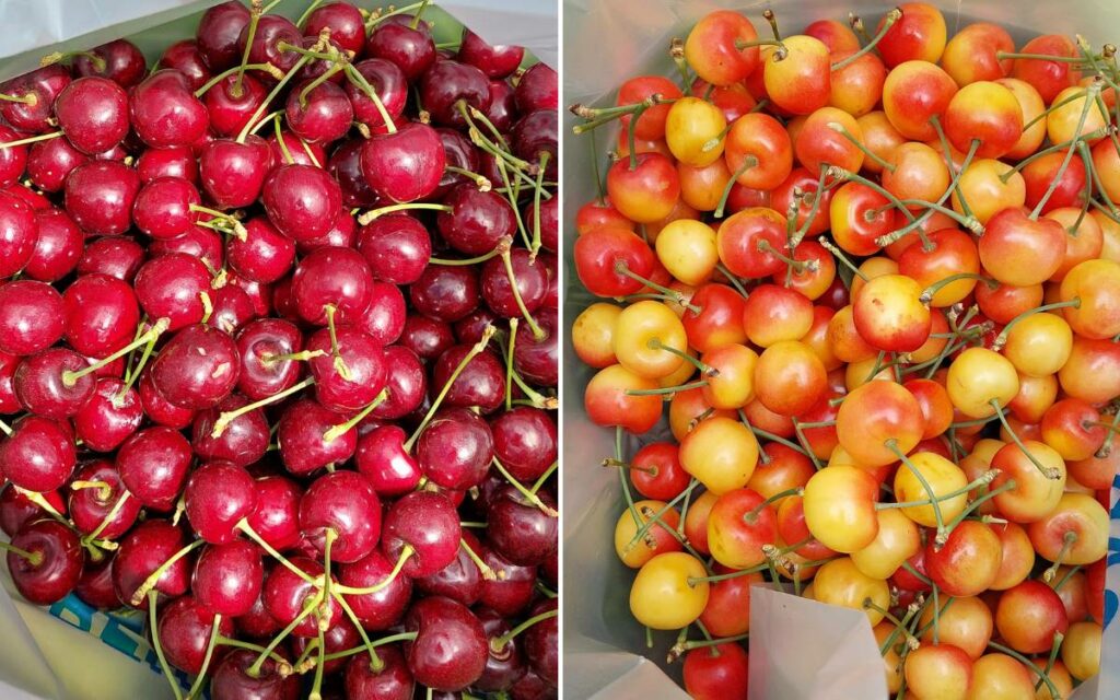 Picking Red and White Cherries